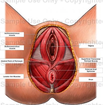 anus sphincter anatomy