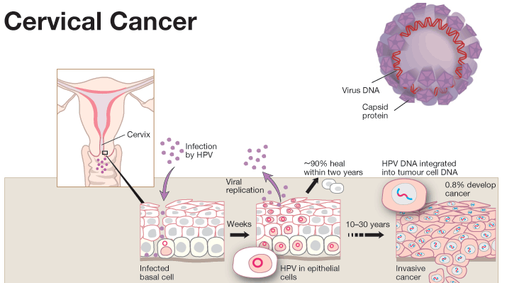 HPV and Cancer