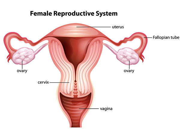 لوله رحمی یا لوله فالوپ و مشکلاتی که ممکن است برای آن پیش بیاید