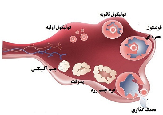 برای بارداری طبیعی اندازه فولیکول چقدر باید باشد؟