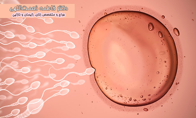 زنان چه تعداد تخمک برای باردار شدن نیاز دارند؟