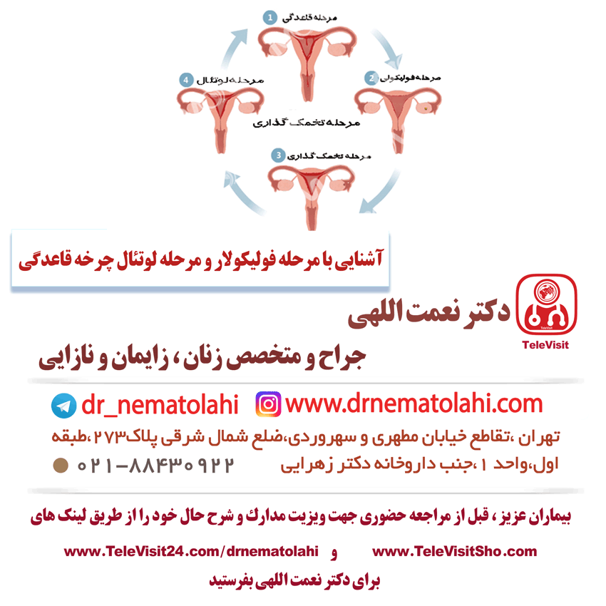 آشنایی با مرحله فولیکولار و مرحله لوتئال چرخه قاعدگی