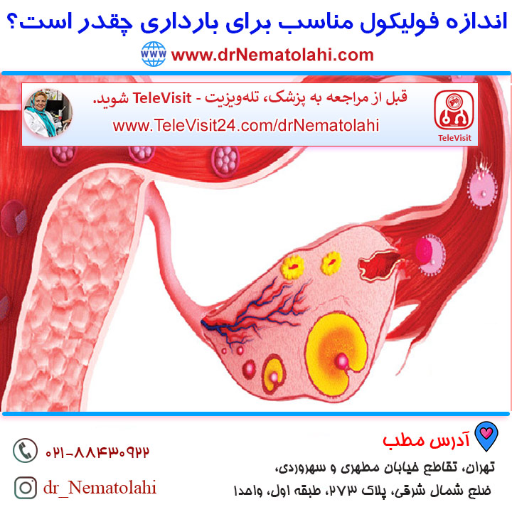 اندازه فولیکول مناسب برای بارداری چقدر است؟