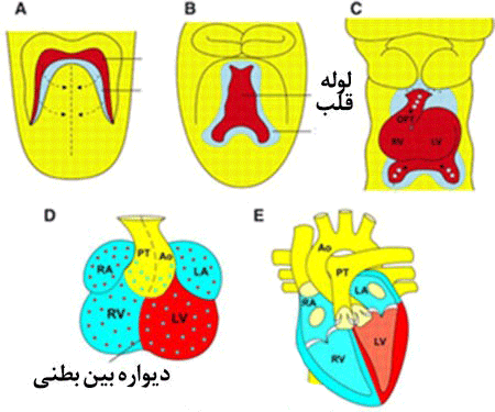 drnematolahi