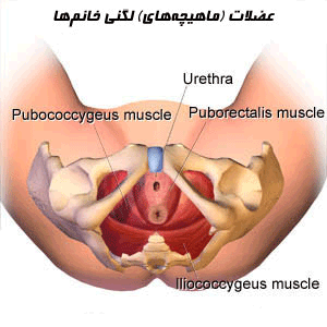 drnematolahi